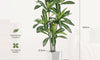 YOLEO 5FT/6FT Artificial Dracaena Tree with White Tall Planter, Lifelike Fake Silk Tree Indoor, Faux Dracaena Tall Plant for Living Room Bedroom Balcony Corner Office Decor