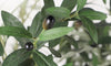 YOLEO 4FT/5FT/6FT/7FT Artificial Olive Tree Faux Silk Olive Plant for Home Office Decor Indoor Lifelike Fake Tree