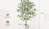 YOLEO 5FT Artificial Ficus Tree with White Tall Planter, Lifelike Fake Silk Tree Indoor, Faux Ficus Tall Plant for Living Room Bedroom Balcony Corner Office Decor