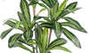 YOLEO 5FT/6FT Artificial Dracaena Tree with White Tall Planter, Lifelike Fake Silk Tree Indoor, Faux Dracaena Tall Plant for Living Room Bedroom Balcony Corner Office Decor
